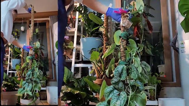 게릴라 이상한 식물 키우기!! 하나만 하려고 했는데... смотреть онлайн