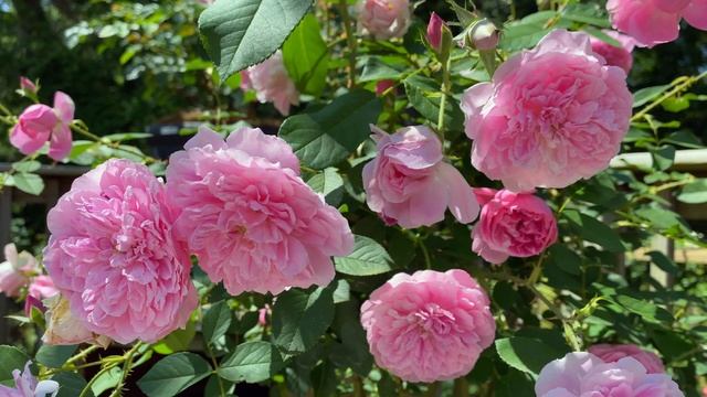 Rose - Harlow Carr