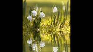 Николо Петраш   песни