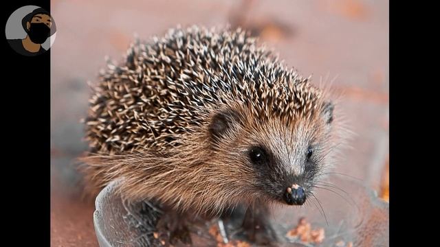 ✔ЧЕМ ПОЛЕЗНО МЯСО ЕЖА? ТРАДИЦИИ И МЕДИЦИНА СОХРАНИВШИЕСЯ ДО СИХ ПОР!?? #Охота #ёж #мясо #медицина