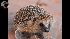 ✔ЧЕМ ПОЛЕЗНО МЯСО ЕЖА? ТРАДИЦИИ И МЕДИЦИНА СОХРАНИВШИЕСЯ ДО СИХ ПОР!?? #Охота #ёж #мясо #медицина