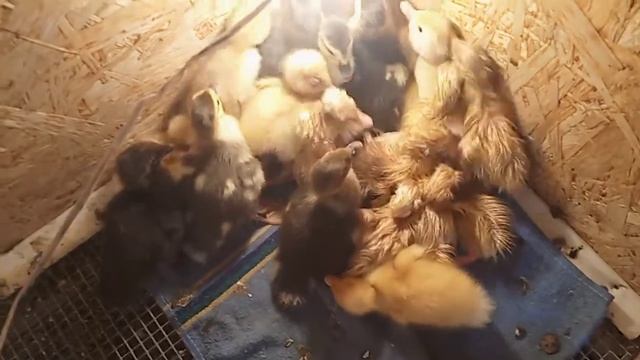 Утята,кошка и котята смотреть онлайн