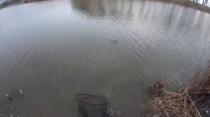 Карась прет! Все на рыбалку! Рыбалка 2020, март. Краснодарский край. Рыбалка на Кубани.