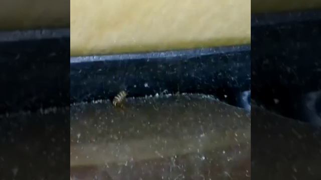 Обработка квартиры от кожееда. смотреть онлайн