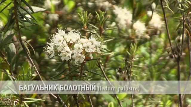 багульник болотный смотреть онлайн