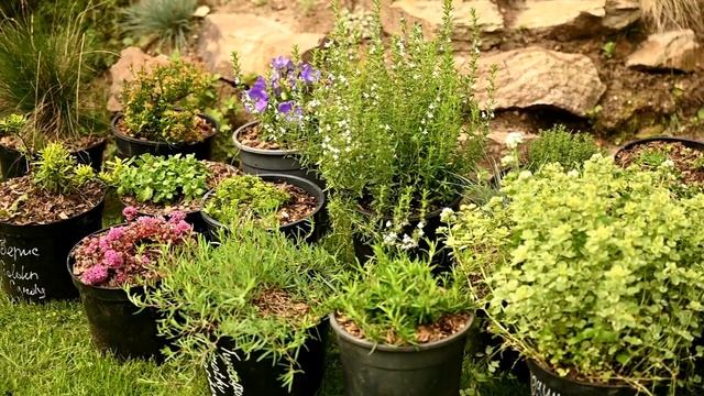 Альпийская горка за сезон с нуля смотреть онлайн