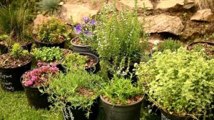 Альпийская горка за сезон с нуля