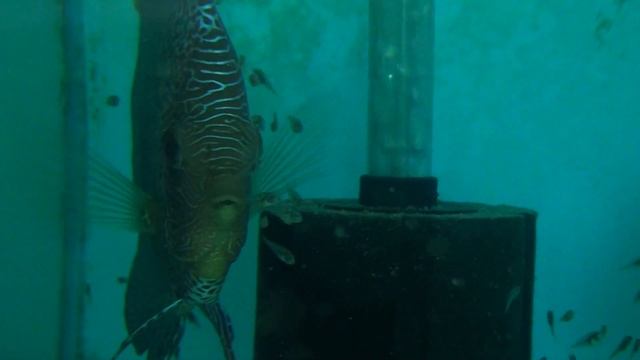 Casal Discus Super Eruption.m2ts смотреть онлайн