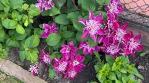 Клематисы махровые May Darling (Май Дарлинг) Isago (Исаго).