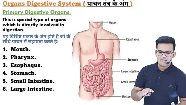 Digestive System ( पांचन तंत्र ) | GI Tract | Organs of Digestive System | Oral Cavity | Oesophagus смотреть онлайн