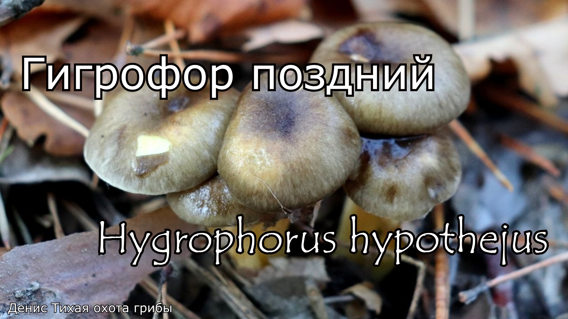 Гигрофор поздний - cъедобный позднеосенний гриб | Hygrophorus hypothejus смотреть онлайн