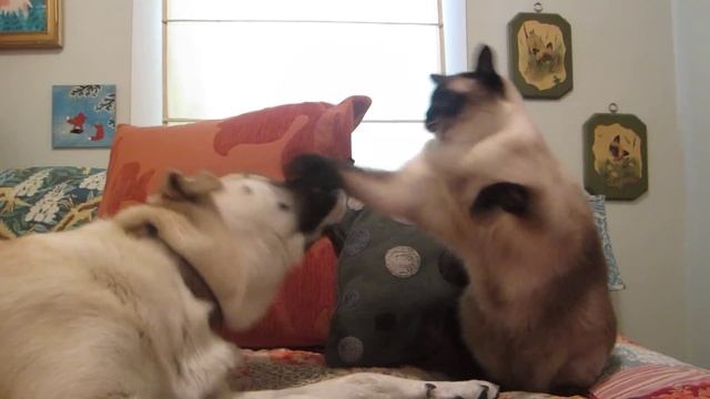Cat boxing dog. Who wins? смотреть онлайн