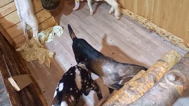 Каким молоком выпаивать козлят. Какое молоко подходит для камерунцев. смотреть онлайн