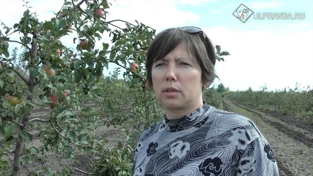 По блеску кожицы. Фрукты и ягоды Чердаклинского района высоко оценили эксперты смотреть онлайн