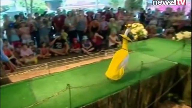 Are You Freaking Kidding Me!? Duck Fashion Show смотреть онлайн