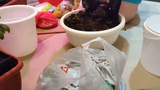 Как поживают ЗИМНИЕ балконные томаты? Опыт посадки томатов в зиму смотреть онлайн