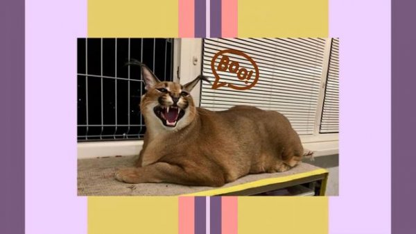 Big floppa | Большой ШЛЕПА https://www.youtube.com/channel/UCiNFfjvy3RQWm3lpj1HnCIg