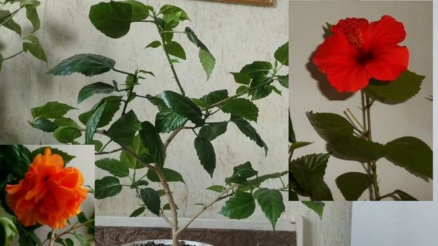 Гибискус на штамбе.Уход за гибискусом. смотреть онлайн