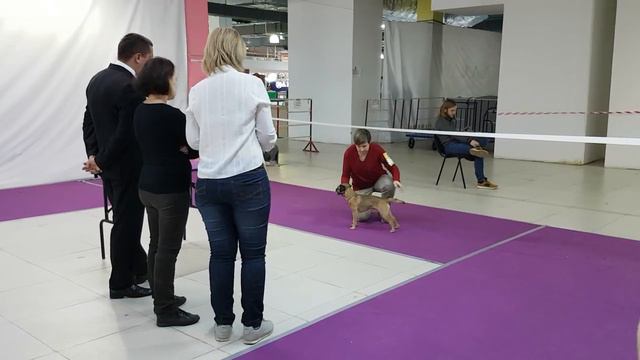 19.10.2019 Монопородная выставка бордер терьеров ранга КЧК, Москва смотреть онлайн