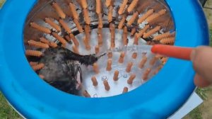 Как щипать гуся?  Перосъемная машина для дикой птицы