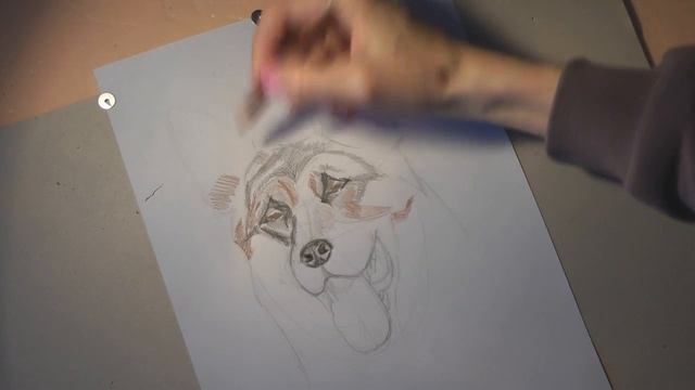 Как нарисовать собаку. Рисуем немецкую овчарку смотреть онлайн