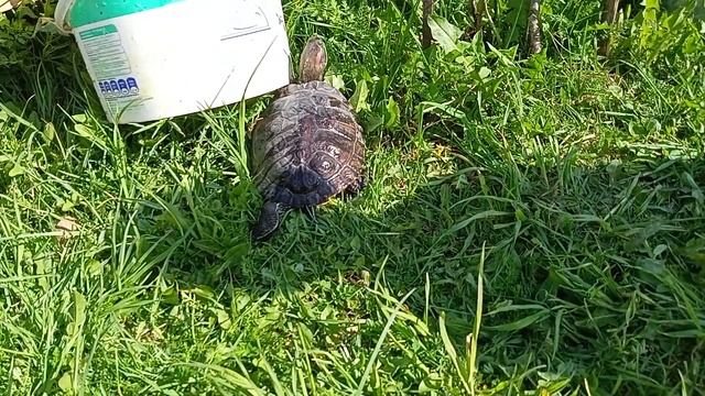 Заполняю ВОДОЕМ для ЧЕРЕПАХИ\ Черепашатник или ЧЕРЕПАШИЙ РАЙ\ Красноухая черепаха\ Водная черепашка смотреть онлайн