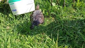 Заполняю ВОДОЕМ для ЧЕРЕПАХИ\ Черепашатник или ЧЕРЕПАШИЙ РАЙ\ Красноухая черепаха\ Водная черепашка