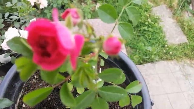 РОЗА ЭДЕМ АНГЛИЙСКАЯ.