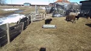 Разведение баранов, овец !
