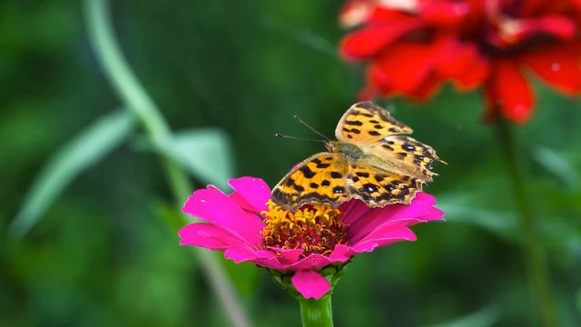 Let Go Of Your Emotional Burden Carried Along By Practicing Forgiveness - Guided Meditation смотреть онлайн