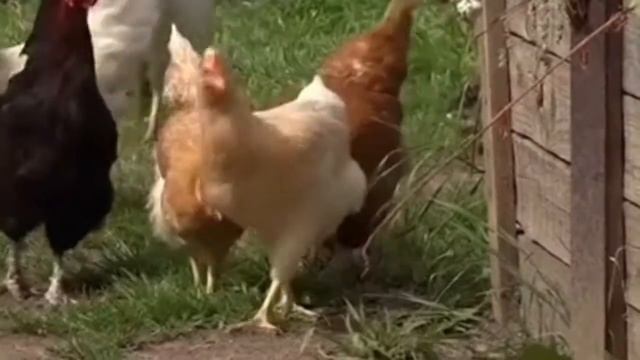 437.ЗАГОВОР ОТ ОДИНОЧЕСТВА смотреть онлайн