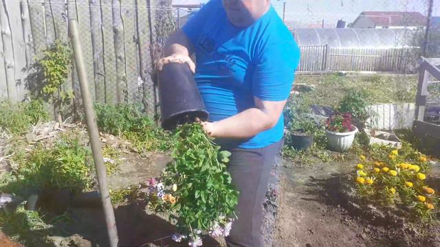 Остеоспермум шикарное растение. Делаю клумбу высаживаю.