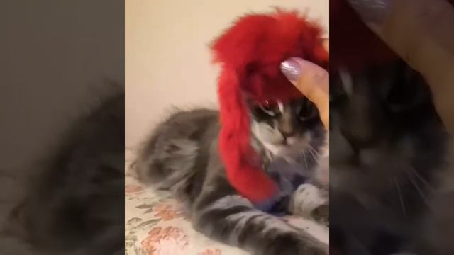 Котик Мейн-кун играет с красной игрушкой смотреть онлайн