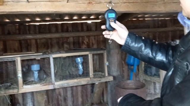 Вот это вес. Вес беспородных кроликов в 2 месяца#кролики#кролиководство#разведение_кроликов#откорм. смотреть онлайн