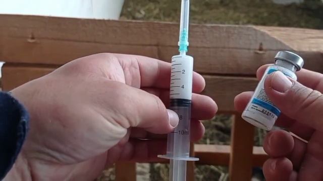 Лечим барана от бронхита. смотреть онлайн