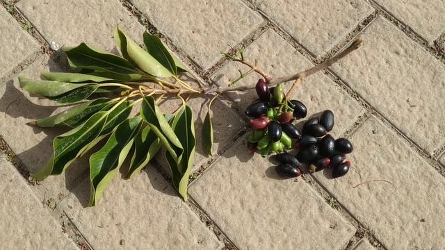 Java Plum (Syzygium cumini) cf var "Duhat" from the Philippines grows in large clusters смотреть онлайн