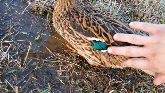 На ,,охоте'' несла яйца