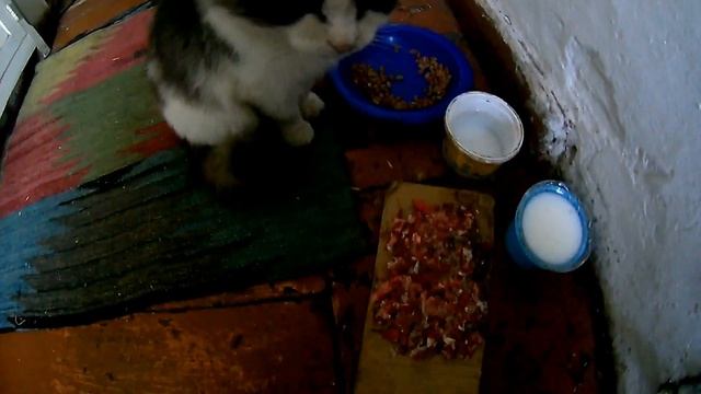 Кот который не ест Мясо смотреть онлайн