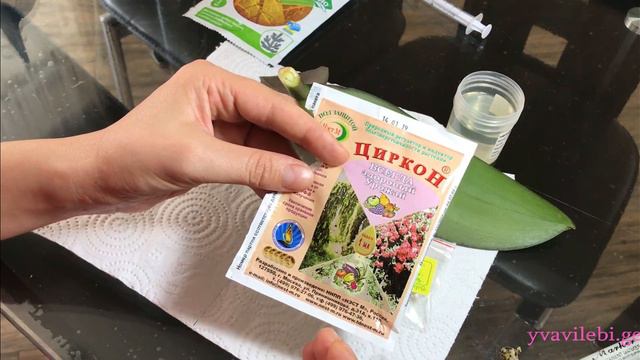 ორქიდეა ფალენოფსისის დაფესვიანება ფოთლების და პრეპარატების საშუალებით. (субтитры на русском) смотреть онлайн