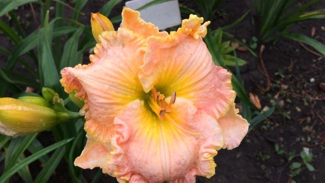 Лилейник MEMPHIS