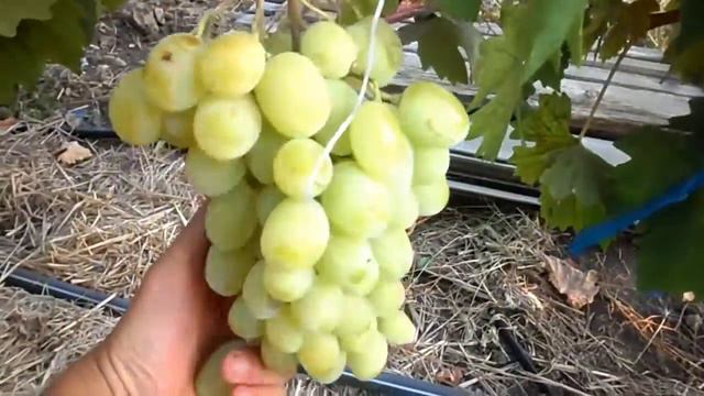 Виноград Ландыш смотреть онлайн