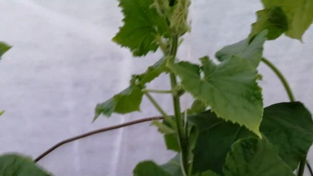 23 июня 2020 г. Ложная мучнистая роса на огурцах...Как бороться?! смотреть онлайн