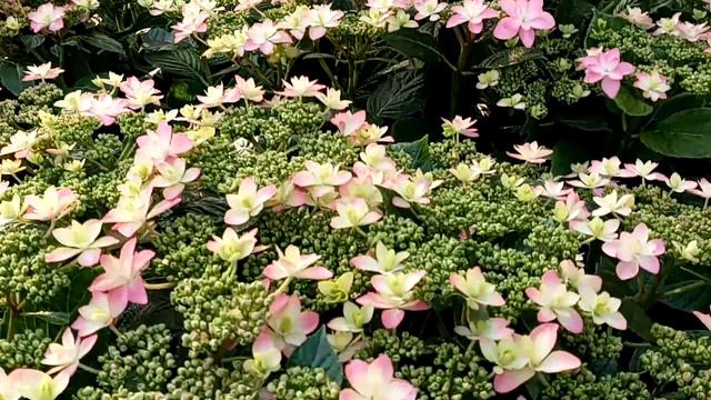 The Hydrangea Blooming смотреть онлайн