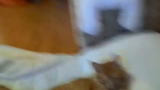 Домашний кот совсем как человек. смотреть онлайн
