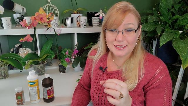 Cinnamon: Myth-Busting Ideas About Orchids & Cinnamon