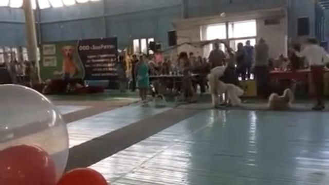 Выставка Кыштым 2015 эксп Абракимов Шамиль смотреть онлайн