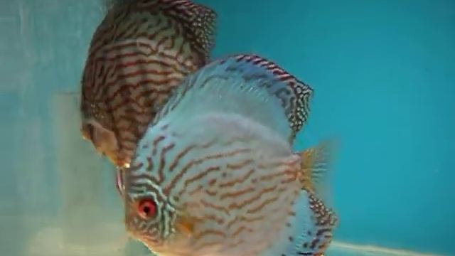 Пара дискусов голубой и красный туркис MyDiscus смотреть онлайн