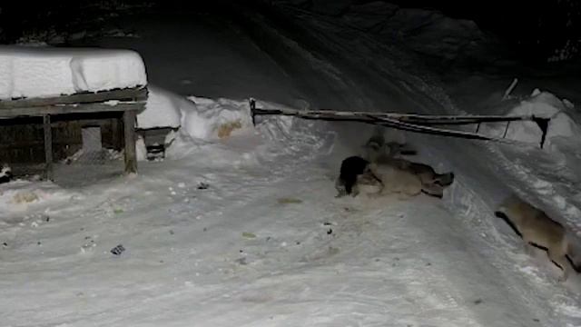 Подмосковье..ночные разбойники..Волки в деле.. смотреть онлайн