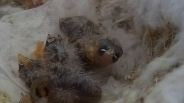 Days Old Zebra Finches Starting To Peep