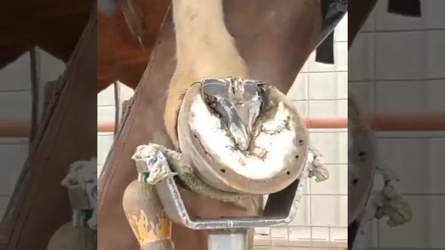 Педикюр для лошадей